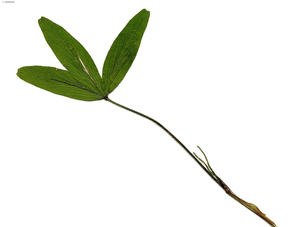 Trifolium alexandrinum (Fabaceae)